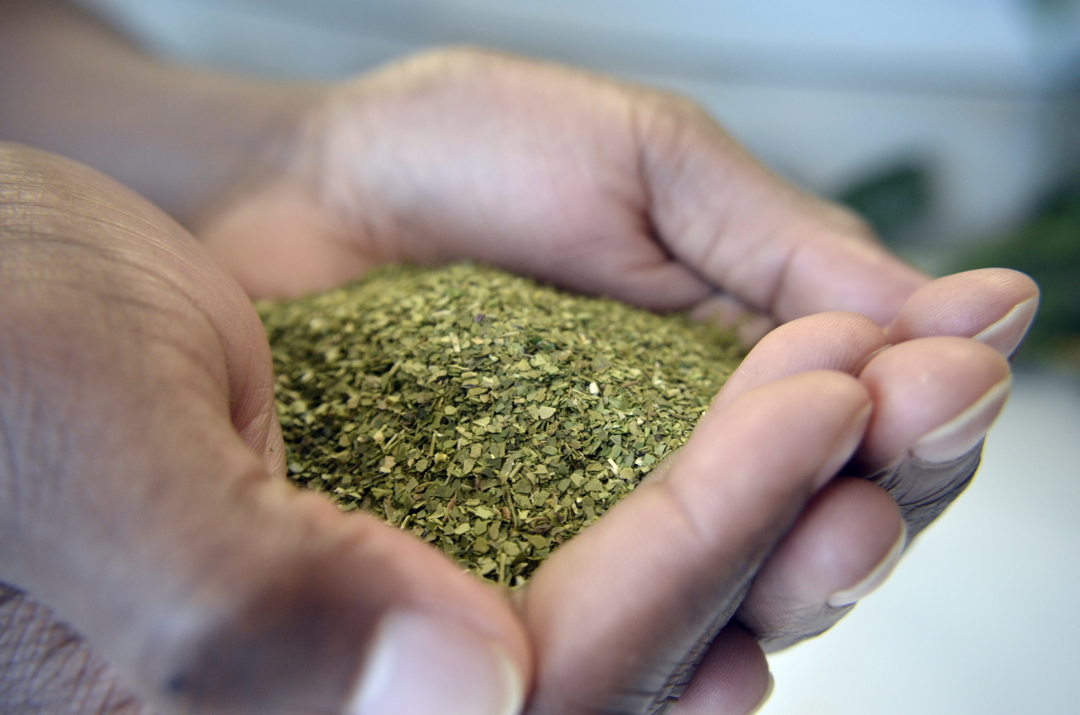 hands cupping loose leaf Icaro yerba mate